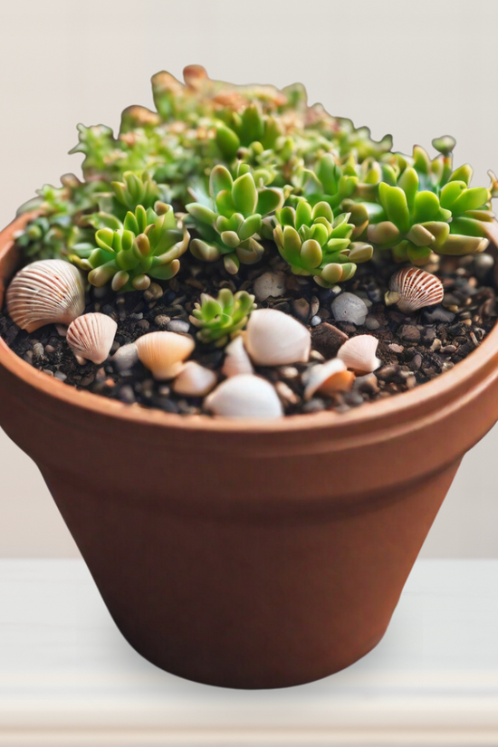 Mix of sea shells and pebbles
