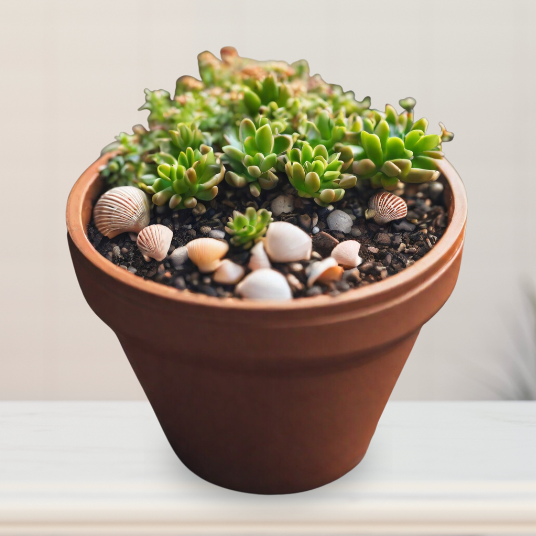 Mix of sea shells and pebbles
