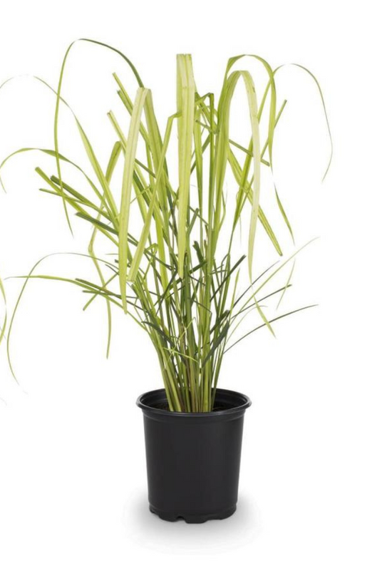 Lemongrass cluster growing in organic garden soil