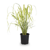 Lemongrass cluster growing in organic garden soil