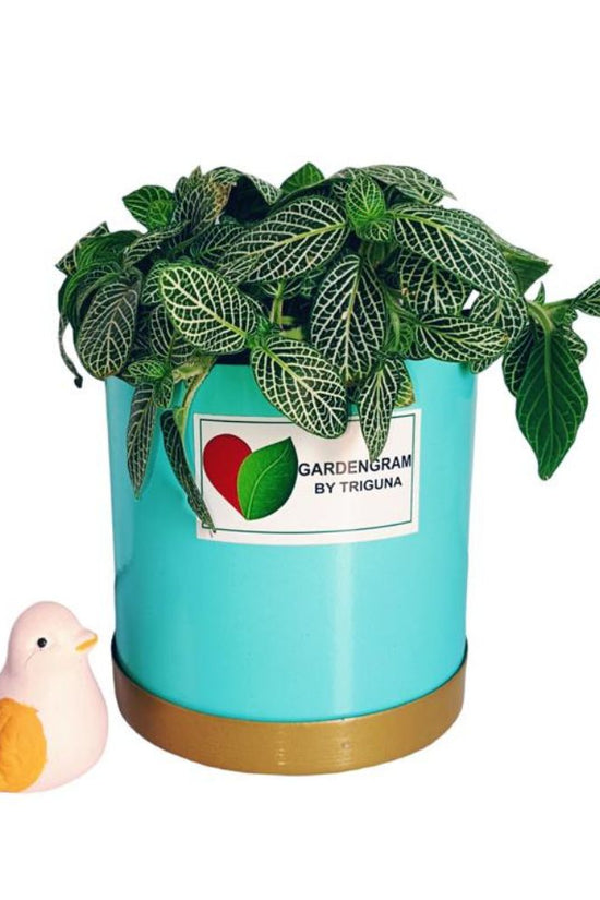 Fittonia tabletop plant in blue pot
