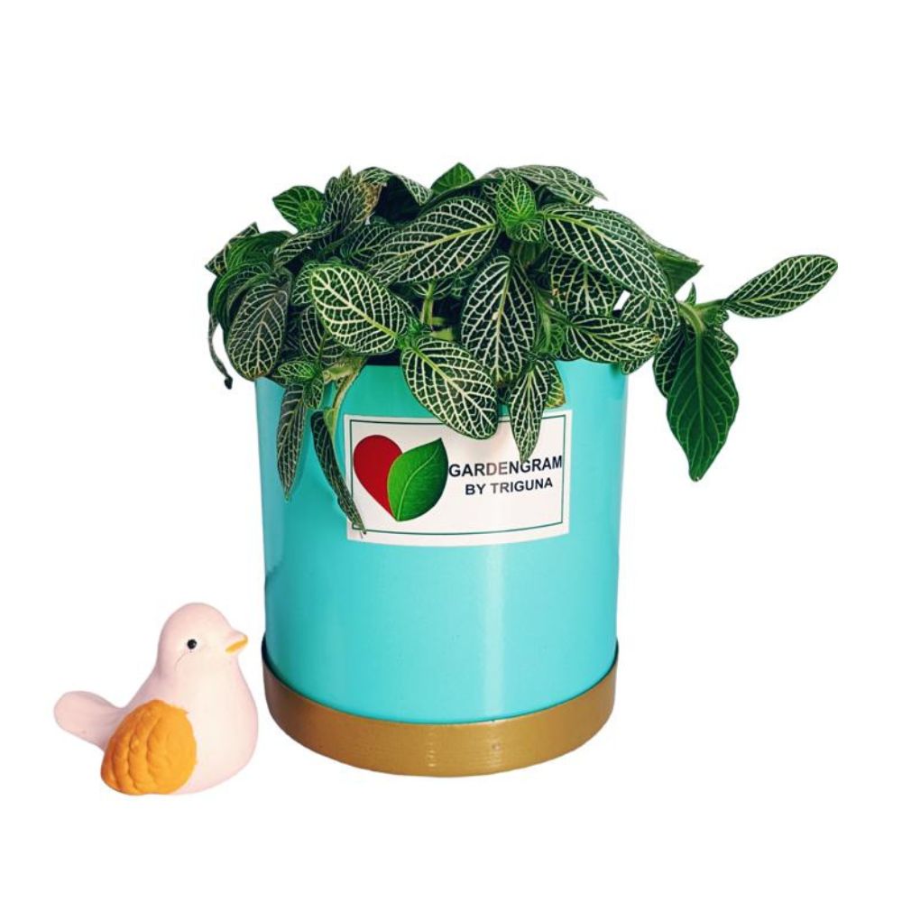 Table top pot and Fittonia plant set | Nerve Plant in Blue Pot