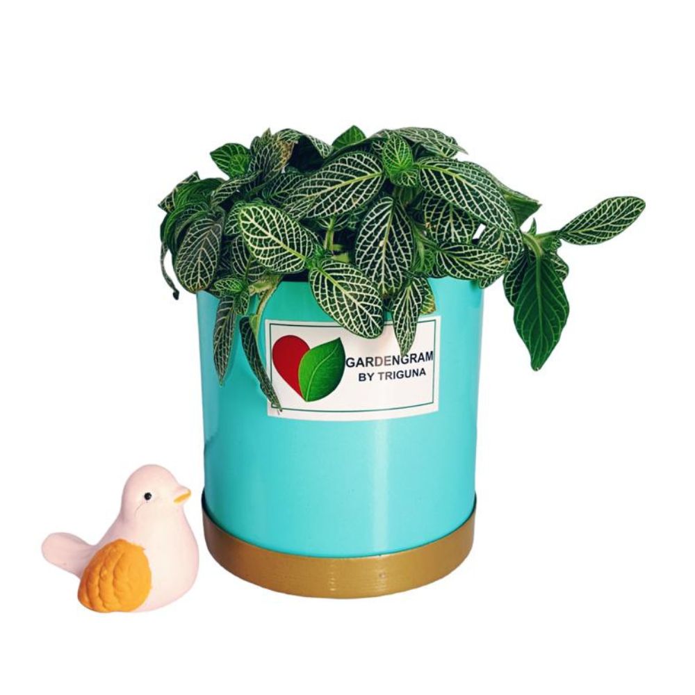 Fittonia tabletop plant in blue pot
