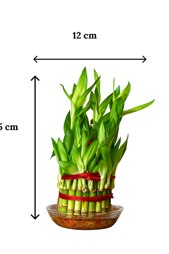 Lucky Bamboo 3 layer approximate desk size in glass bowl for scale