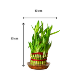Green bamboo plant in a clear pot with measurements on a white background