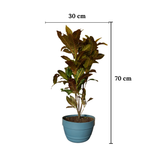 Potted plant with dimensions labeled on a white background