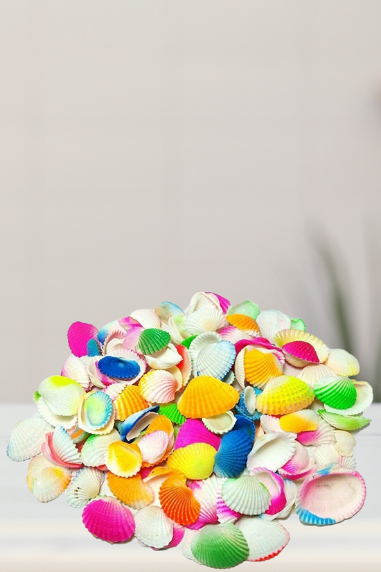 Mixed sea shells for home or plant decor

