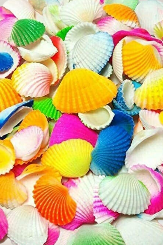 Mixed sea shells for home or plant decor
