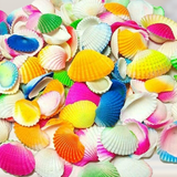 Multicolor Sea Shells by gardengram 