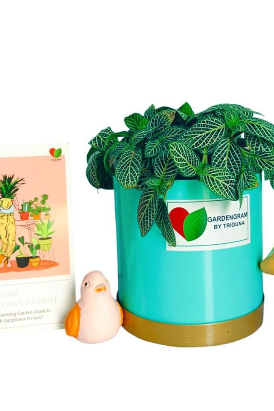 Fittonia tabletop plant in blue pot
