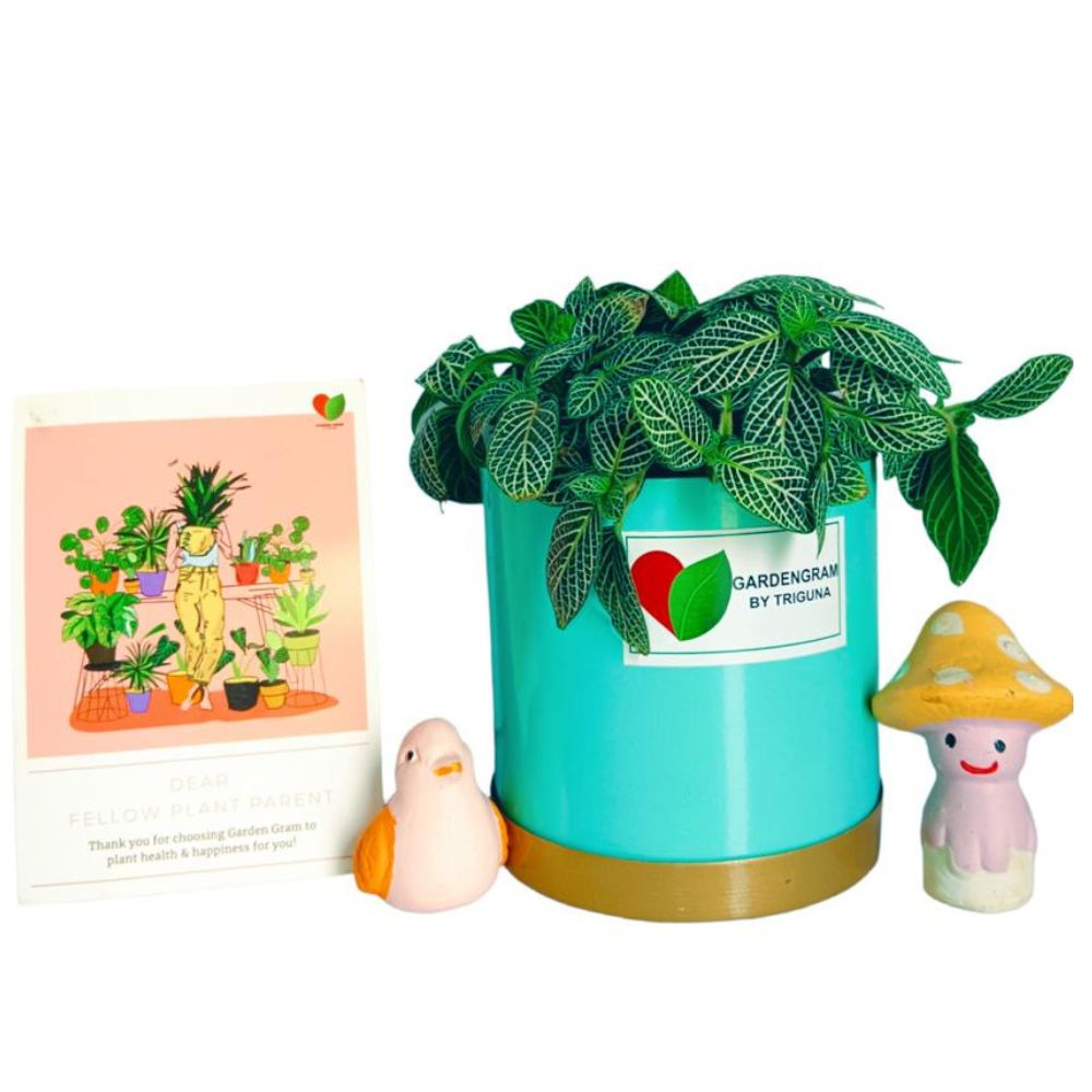 Table top pot and Fittonia plant set | Nerve Plant in Blue Pot