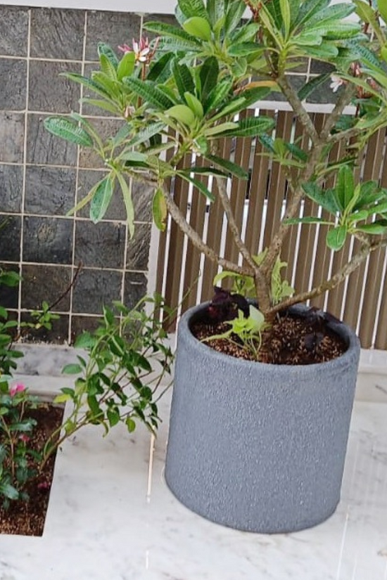 Bambus pattern planter - premium plastic
