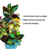 Potted plant with care instructions on a white background