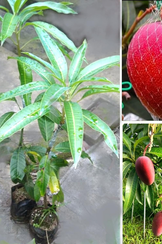 Collage of a mango tree with leaves and fruits.