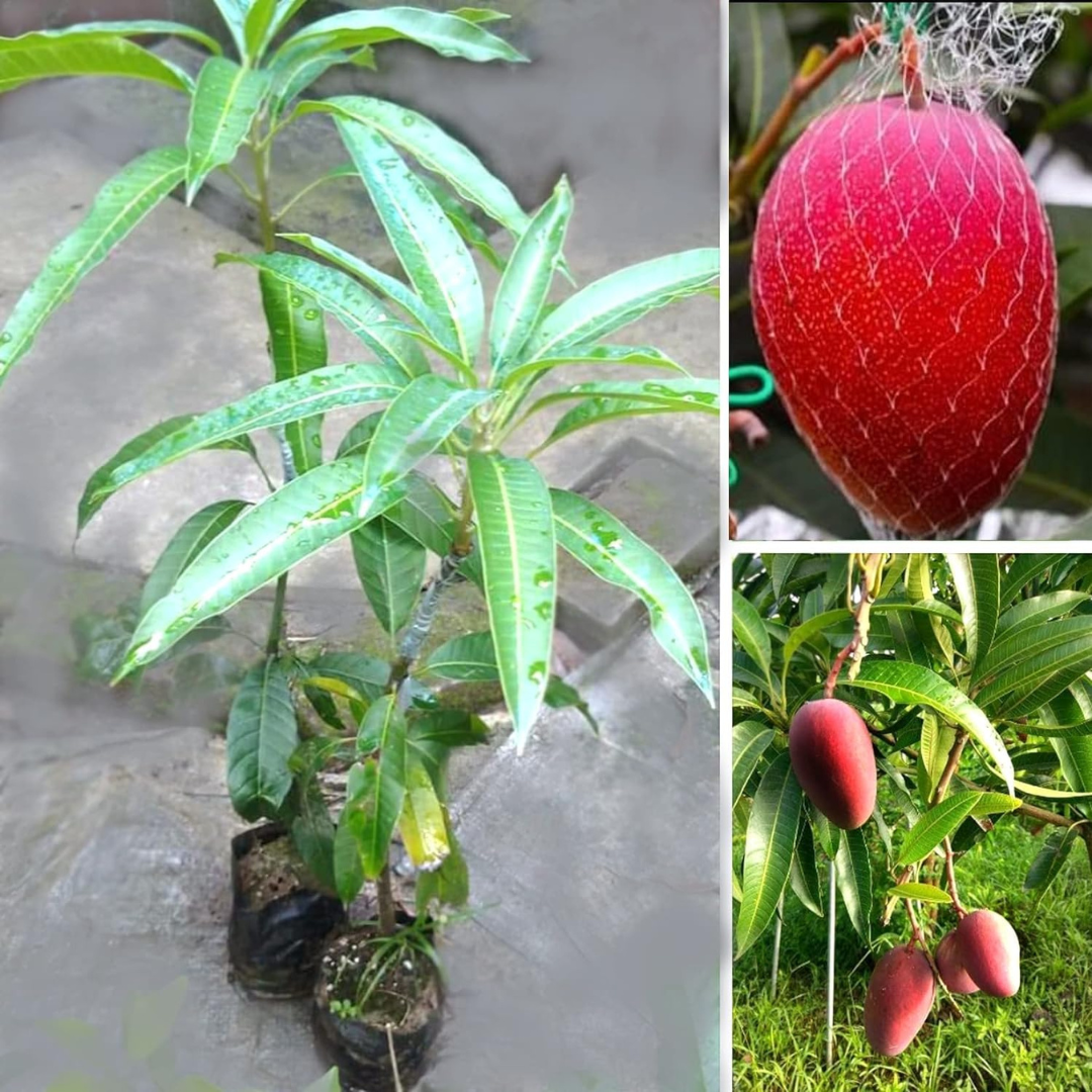 Collage of a mango tree with leaves and fruits.