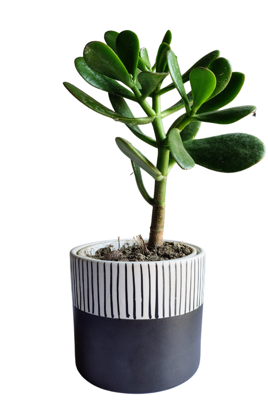 Black modern ceramic pot for indoor plants