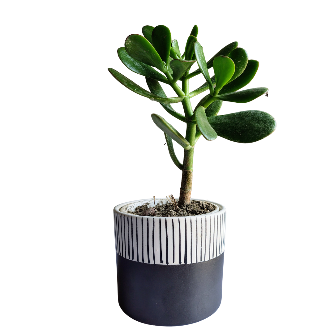 Black modern ceramic pot for indoor plants