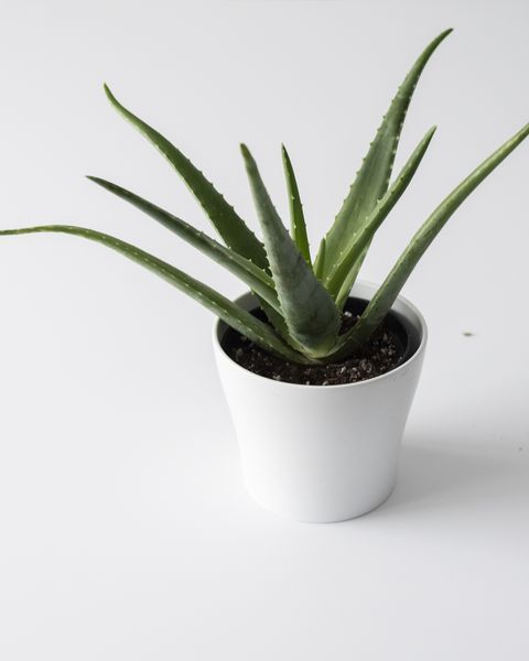 Oxygen Boost Pack (Areca Palm, Aloe Vera, Boston Fern) - Gardengram