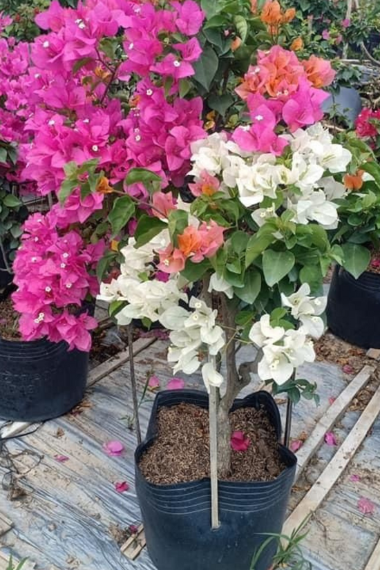 A colorful Bougainvillea plant with white, orange, and pink blooms 