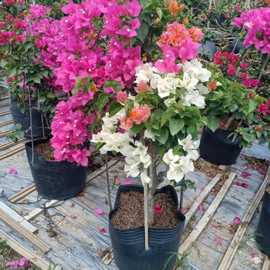 A colorful Bougainvillea plant with white, orange, and pink blooms 