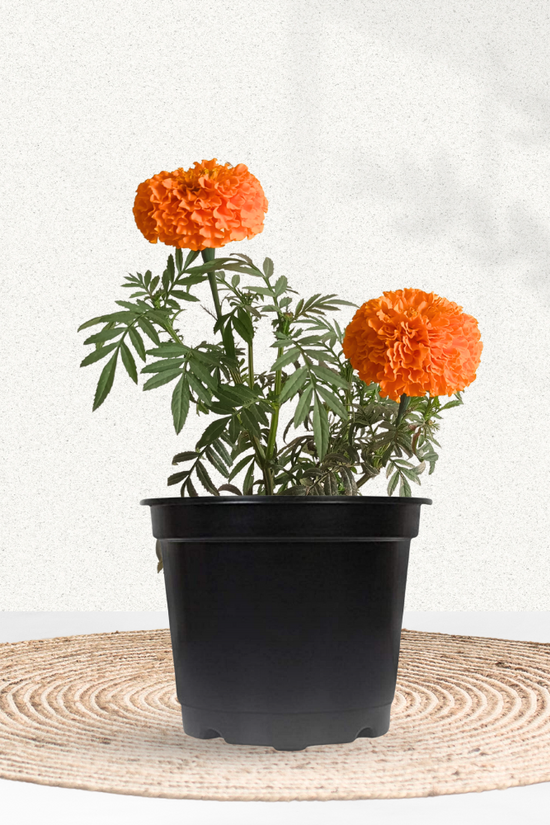 Orange African marigold flowering plant
