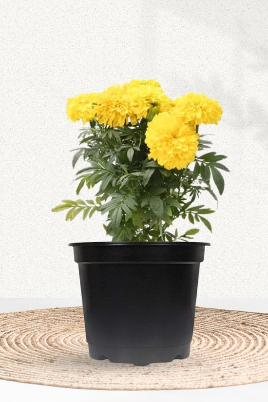 Yellow marigold flowering plant