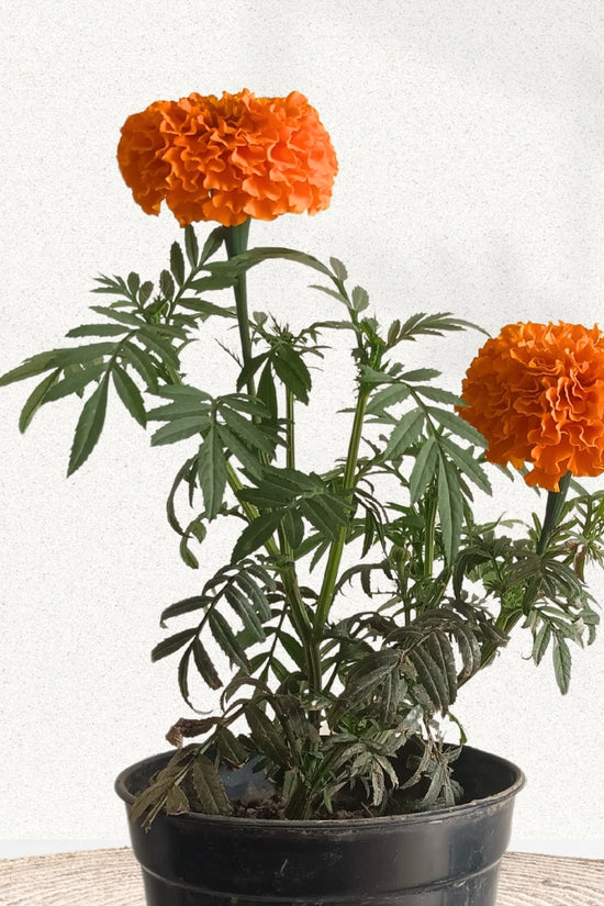 Orange African marigold flowering plant
