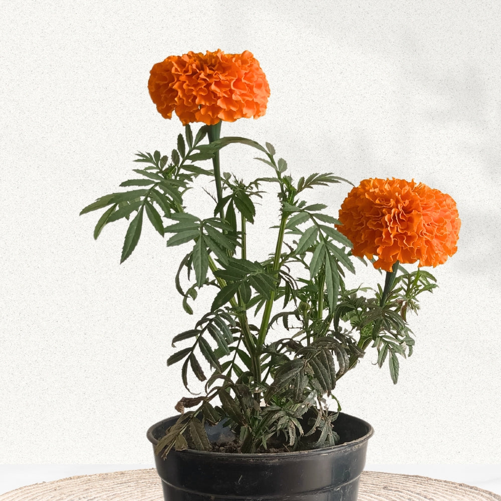 Orange African marigold flowering plant
