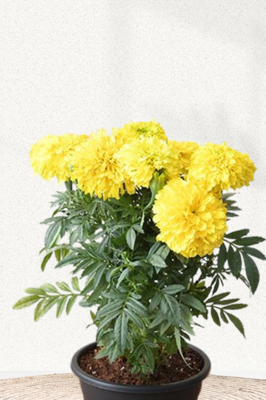 African Marigold flowering plant mix