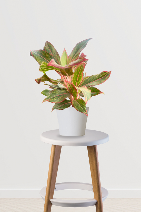 Red Aglaonema foliage plant
