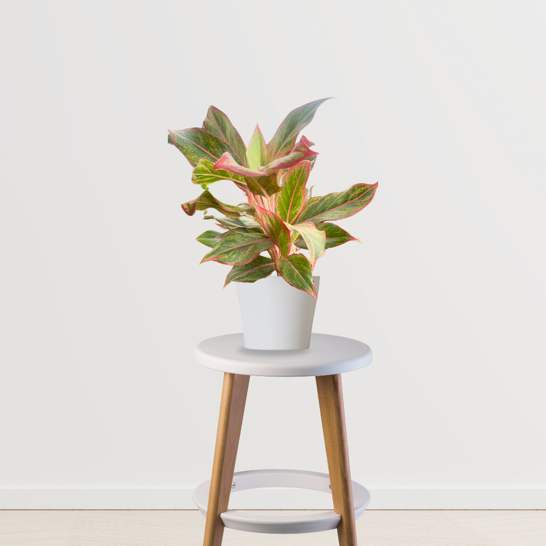 Red Aglaonema foliage plant
