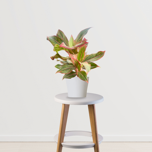 Red Aglaonema foliage plant
