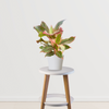 Aglaonema Red Indoor Plant | Foliage Plant for indoors | Ornamental Plants