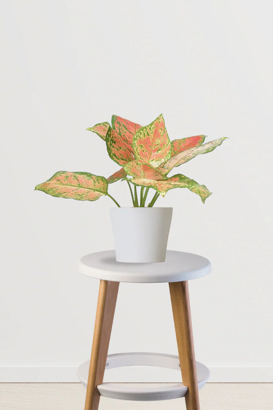 Exotic Elegance Trio (Stromanthe Triostar, Aglaonema Pink, Philodendron Brasil)