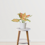 Aglaonema Pink Splash Plant | Air Purifier Indoor Plants for Home/ Office - Gardengram