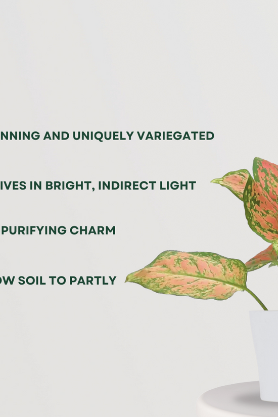 Aglaonema pink splash indoor plant

