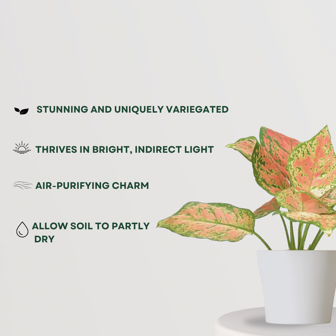 Aglaonema pink splash indoor plant
