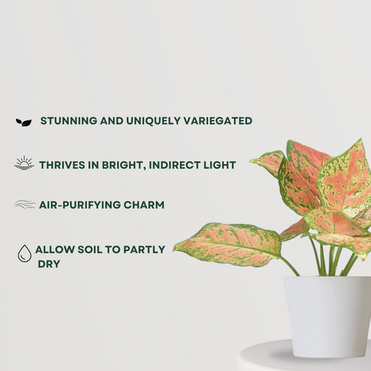 Aglaonema pink splash indoor plant
