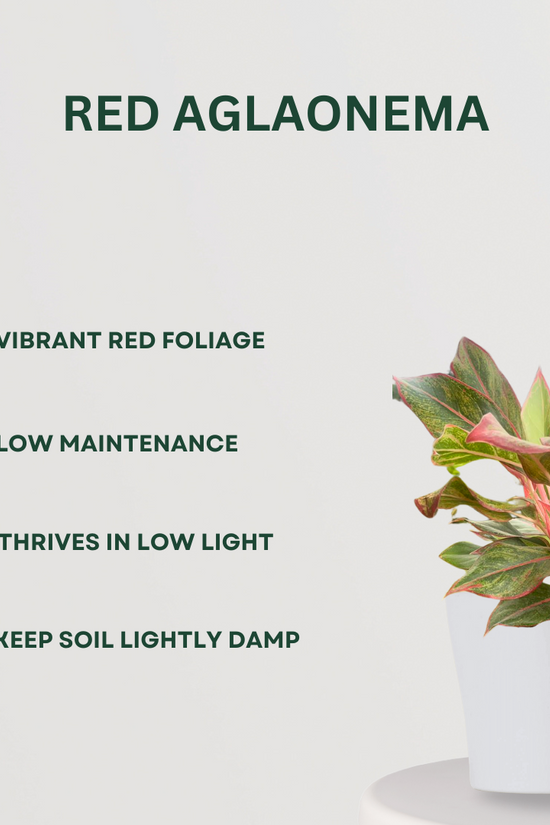 Radiant Leaf Combo Red Aglaonema- Gardengram 