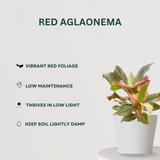 Radiant Leaf Combo Red Aglaonema- Gardengram 
