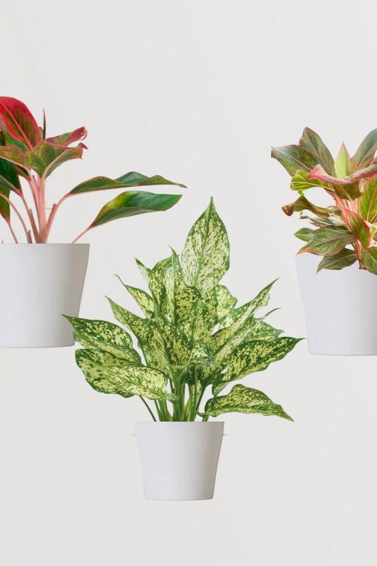 Aglaonema combo for homes and offices