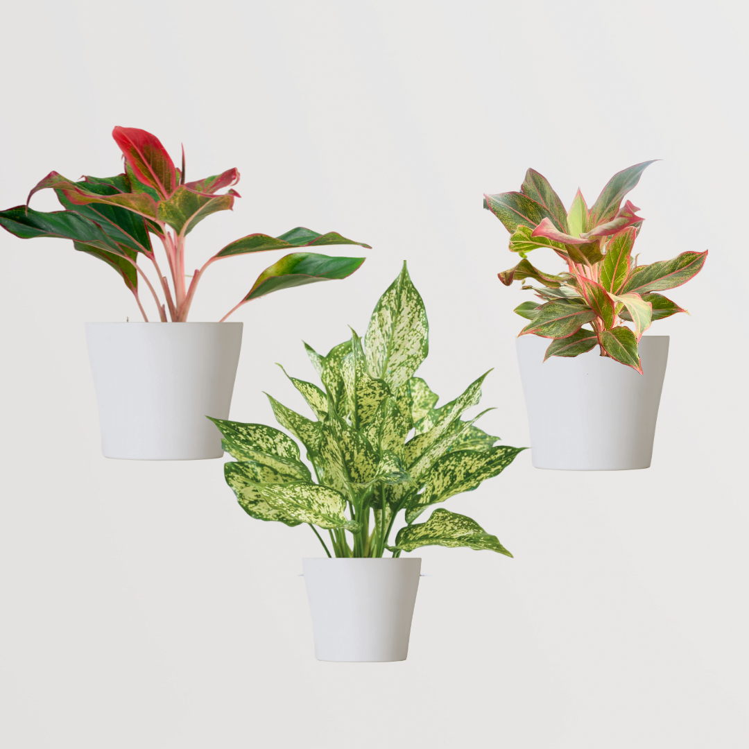 Aglaonema combo for homes and offices