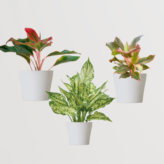 Aglaonema Plants Combo