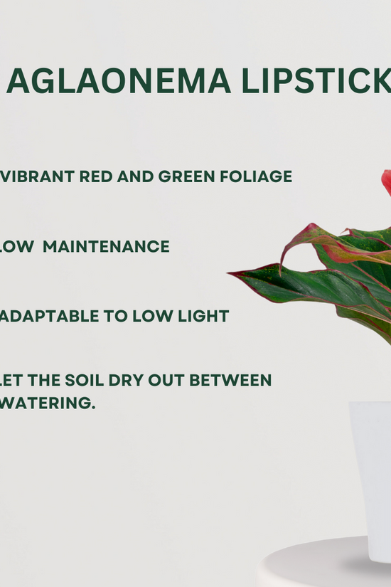 Aglaonema combo for homes and offices