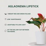 Aglaonema plant combo Aglaonema Lipstick - Gardengram