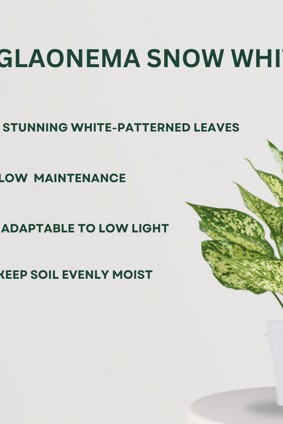 Aglaonema combo for homes and offices