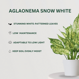 Aglaonema plant combo Aglaonema Snow White- Gardengram