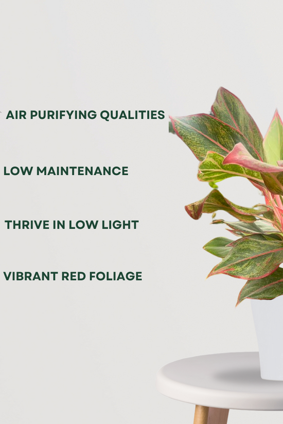 Red Aglaonema foliage plant
