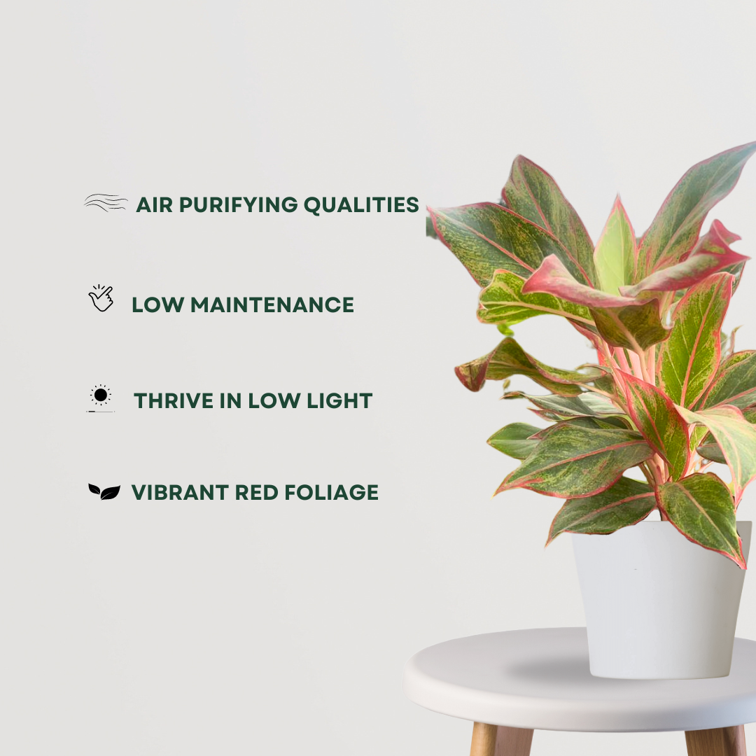 Red Aglaonema foliage plant

