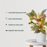 Aglaonema Red Indoor Plant | Foliage Plant for indoors | Ornamental Plants - Gardengram